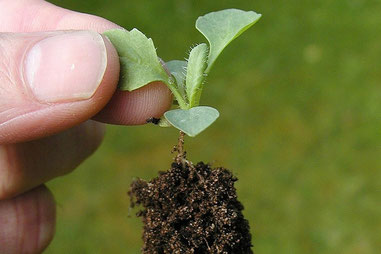 Ein kleiner Setzling - hiermit beginnt alles in der Gartengestaltung.