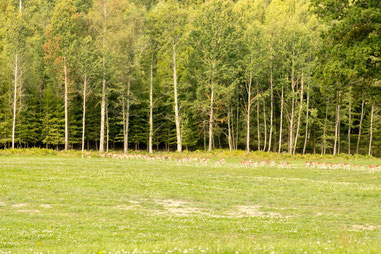 rehe, vor der nase, familie unterwegs, schweden