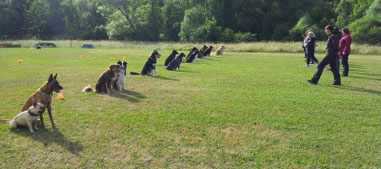 Mehrere Hunde sitzen in einer Reihe auf einer Wiese, davor stehen mehrere Menschen, die sie direkt anschauen.