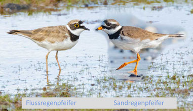 Seitenansichen zum Vergleich zwischen Fluss- vs. Sandregenpfeifer