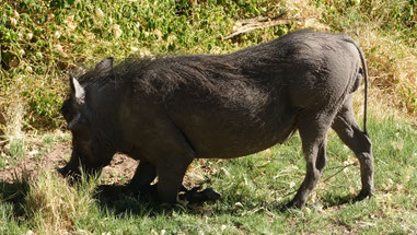 Phacochère, platau du Waterberg
