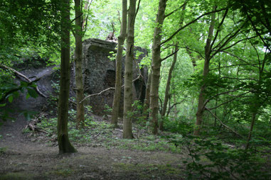 Industriewald Rheinelbe Foto: © W. Müller