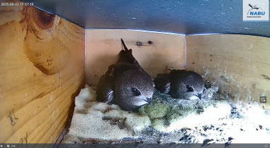 Jungtiere in Nistkasten 1 kaum noch von Eltern zu unterscheiden