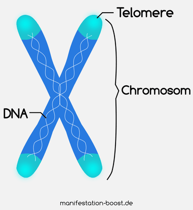Telomere sind wie die Plastikkappen am Ende der Schnürsenkel.