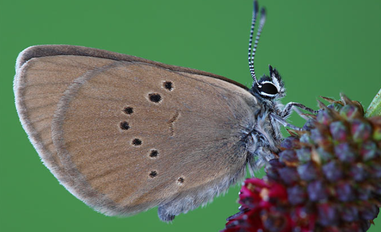 Foto: Dunkler Wiesenknopf-Ameisenbläuling - NABU Frank Derer