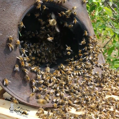 Des abeilles libres. Apiculteur respectueux.