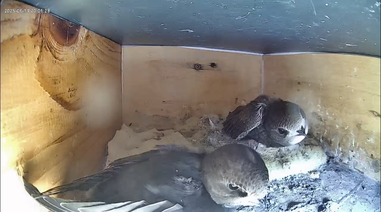 Neugierige Jungtiere in Nistkasten 1