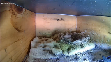 Jungtiere am Einflugloch in Kasten 1 