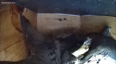 Flugvorbereitungen in Nistkasten 1