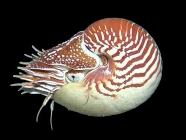 Nautilus samoaensis