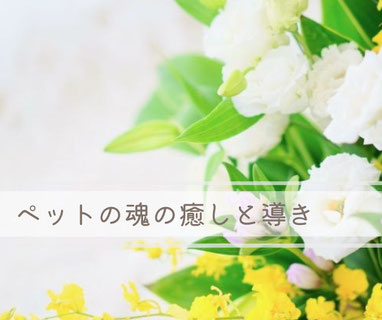 ペットの魂を癒しながらヒカリエと導く遠隔エネルギーワーク