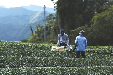 茶畑