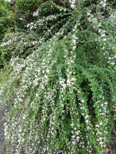 ＜鎌倉花便り９月＞白萩/浄明寺