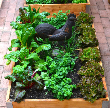 Bright Lights Spinach, Oregano and Red Poem Lettuce