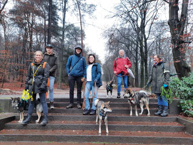 四国犬 Shikoku Ken, dutch shikoku breeder