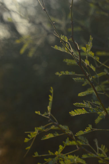 In the arroyo: Mesquite leaves