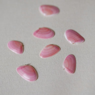 桜貝とは 鎌倉由比ヶ浜は桜貝が拾える名所のひとつです さくら貝アクセサリー Lino Drops Kamakura