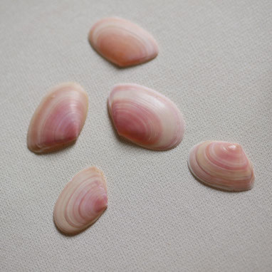 桜貝とは 鎌倉由比ヶ浜は桜貝が拾える名所のひとつです さくら貝アクセサリー Lino Drops Kamakura