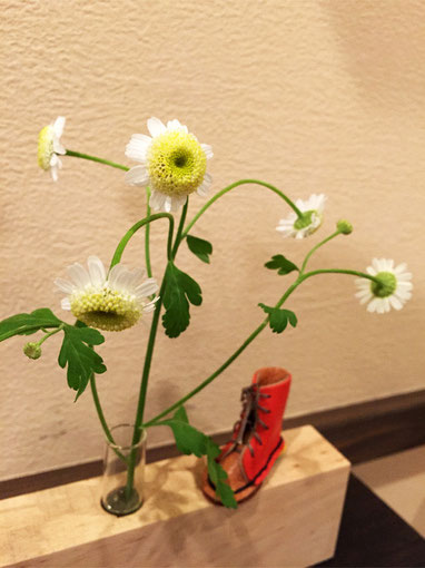 お花:マトリカリア ハーブの一種で、葉の香りは虫たちを忌避させるそうです