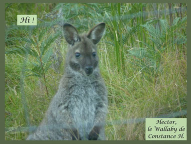 Bien le Bonjour de Hector, le Wallaby