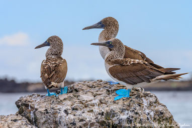 Suliformes