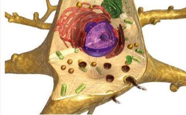Darstellung des Inneren einer Nervenzelle © NCL-Stiftung