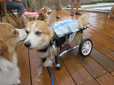 犬の車椅子　犬用車椅子　犬の車いす　犬用車いす　犬　車椅子