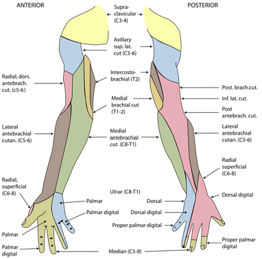 sensory function of the peripheral nerves of the arm