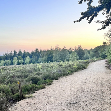 Trailrunning. Samen trails lopen Utrechtse Heuvelrug Veluwe. Social trail run. Trailrun. Trailrun reizen. Hardloopcoaching. Amerongse berg trail.