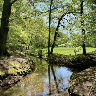 Trailrunning. Samen trails lopen Utrechtse Heuvelrug Veluwe. Social trail run. Trailrun. Trailrun reizen. Hardloopcoaching. Leersumse Veld Doornse Gat trail.