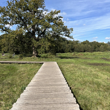 Trailrunning. Samen trails lopen Utrechtse Heuvelrug Veluwe. Social trail run. Trailrun. Trailrun reizen. Hardloopcoaching. Leersumse Veld Doornse Gat trail.