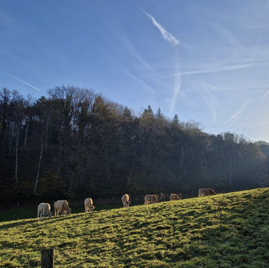 Trailrunning. Samen trails lopen Utrechtse Heuvelrug Veluwe. Social trail run. Trailrun. Trailrun reizen. Hardloopcoaching. Stuwwal trail. Personal running coach.