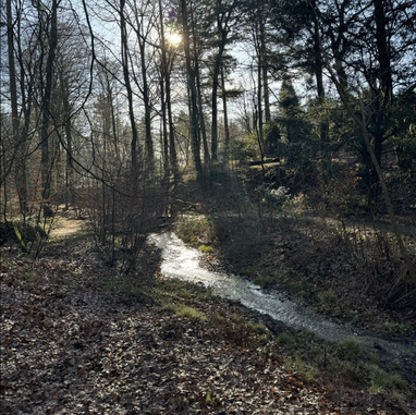 Trailrunning. Samen trails lopen Utrechtse Heuvelrug Veluwe. Social trail run. Trailrun. Trail-running. Trailrun reizen. Hardloopcoaching. Stuwwal trail Oosterbeek.