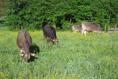 Rindfleisch, Braunvieh, Weidehaltung