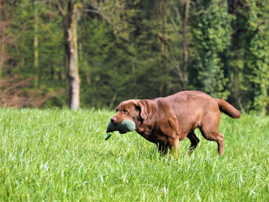 Dummytraining Dummyprüfung Dummy