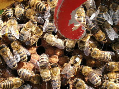 Die Königin sorgt schon fleißig für Nachwuchs und damit für das Wachstum des Volkes. Damit man sie besser findet, hat sie eine Markierung. Farbige Markierungen dienen auch der Erkennung des Geburtsjahres der Königin.