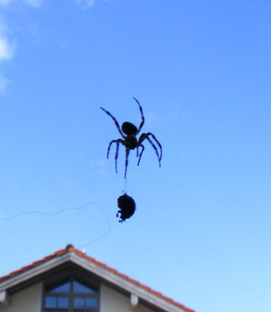 Wenn ihr bei den großen Konzernen einkauft, unterstützt ihr, dass diese Konzerne die mittleren und kleinen Betriebe fressen - wie diese Spinne den Käfer