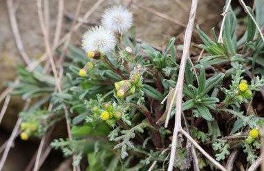 Photo décorative 2 anges