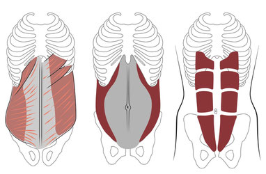 1) OI und OE 2) M.Transverus Abdominis 3) M. Rektus Abdominis