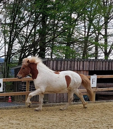 Islandpferd Helgi, ein Fuchsschecke mit heller Mähne, rennt in einer seltsamen Gangart ungelenk aber willig über den Reitplatz