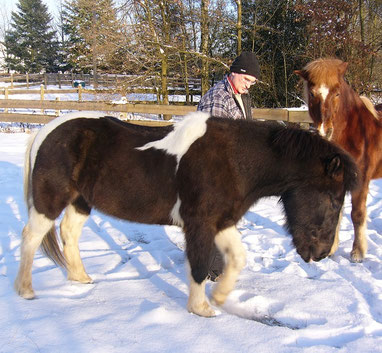 Islandpferd Tandri scharrt im Schnee nach Gras. Im Hintergrund stehen Pferd Sörli und sein Besitzer und schauen zu