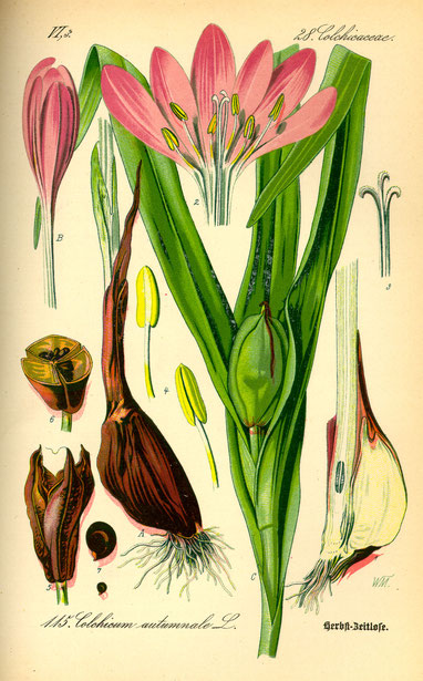 Colchicum autumnale