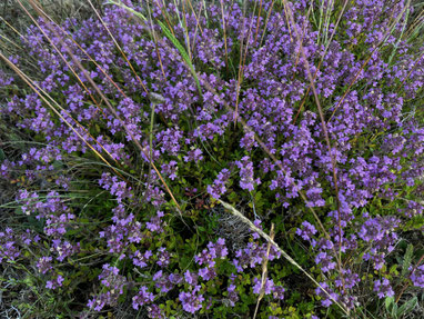Sand-Thymian (Thymus serpyllum) in der Kiesgrube Höfling (M. Neumann)