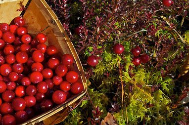 A December harvest of cranberries from the bog at Distant Hill Gardens.