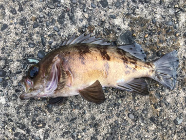 メバルとはこんな魚 Fisherman413 ページ