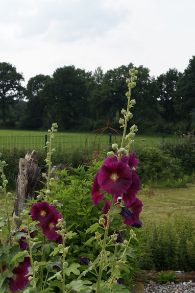 Hollyhocks - Summer at Belauer See, Photo: Ulf F. Baumann