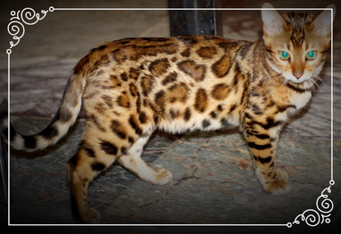 бенгальский кот