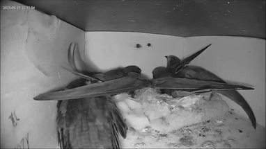 Platzmangel in Nistkasten 1