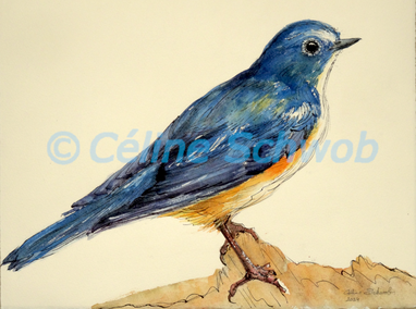 Red-flanked Bluetail, watercolor painting on paper, 11 inches x 15 inches, 2024