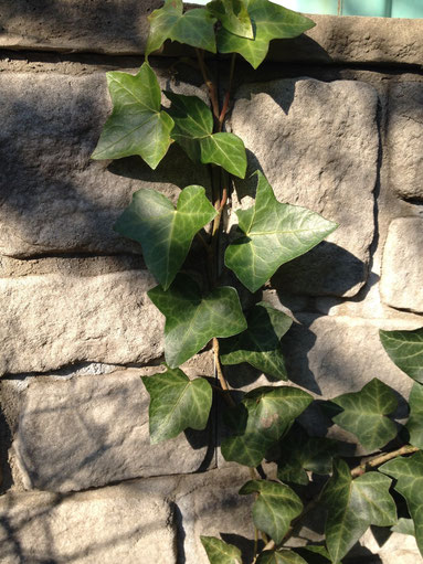 お庭や外構の植栽に『ツタ』を使うのは要注意